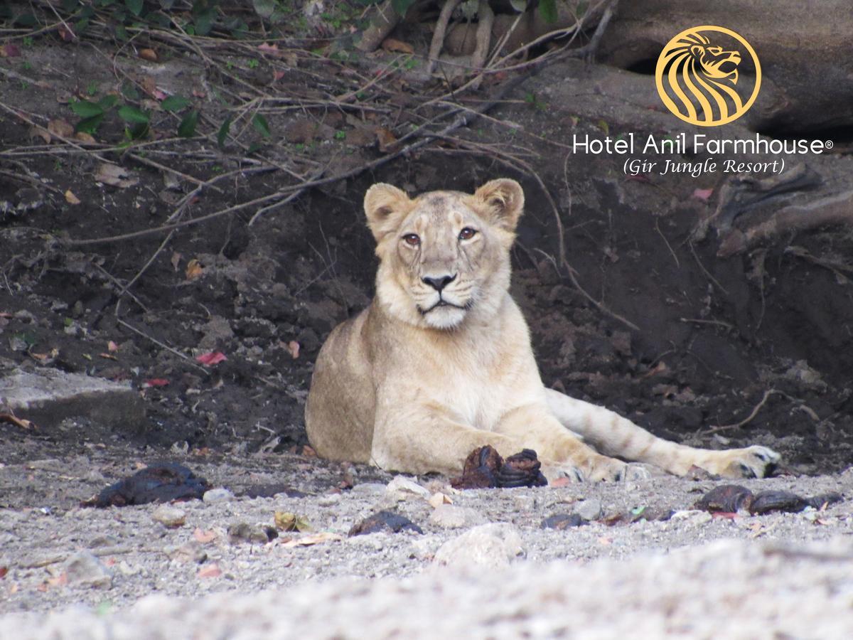 Hotel Anil Farmhouse Gir Jungle Resort Sasan Gir Exterior foto